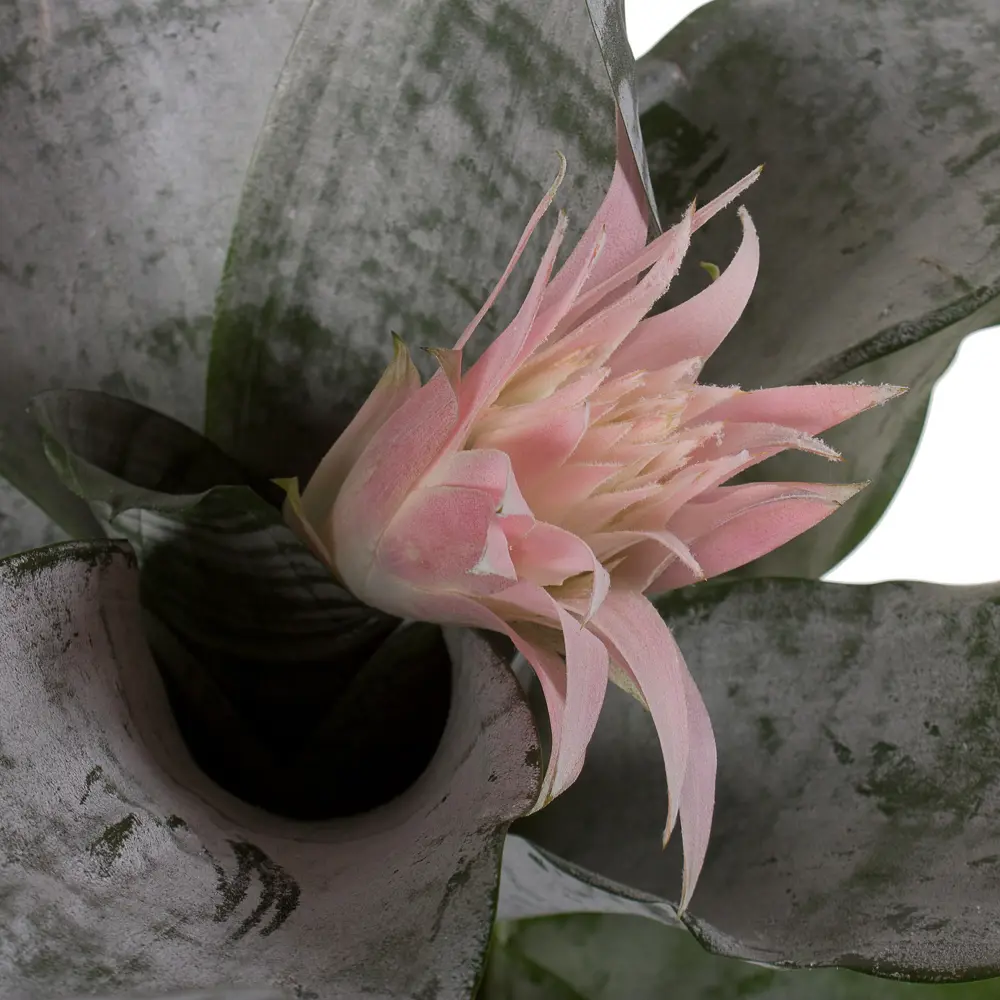 Santreyd Эхмея Примера - эксклюзивное комнатное растение с розовым цветением 14750291 STLM-0005086 - Вид №1