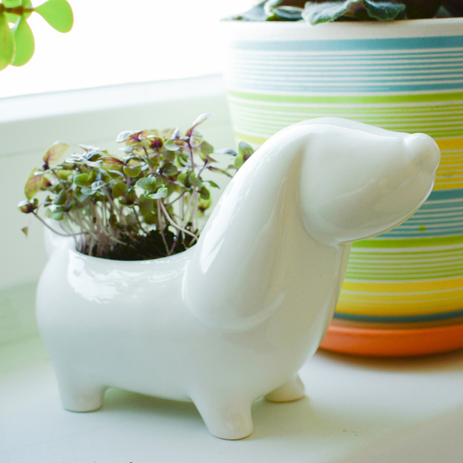 ECS-3-05 Набор для выращивания eco собачка Экочеловеки  - Вид №3