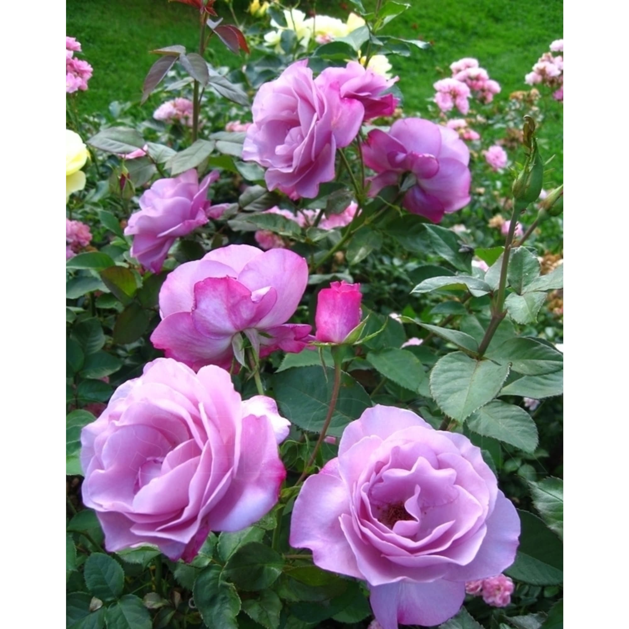 82601791 Роза чайно-гибридная «Муди Блюз» 23x40 см Santreyd 