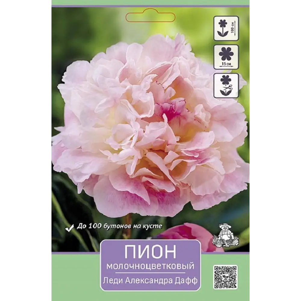 Пион молочноцветковый Леди Александра Дафф ПОИСК STLM-2129359