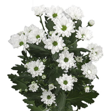 Хризантема са бунсер 55 см Santreyd 25021