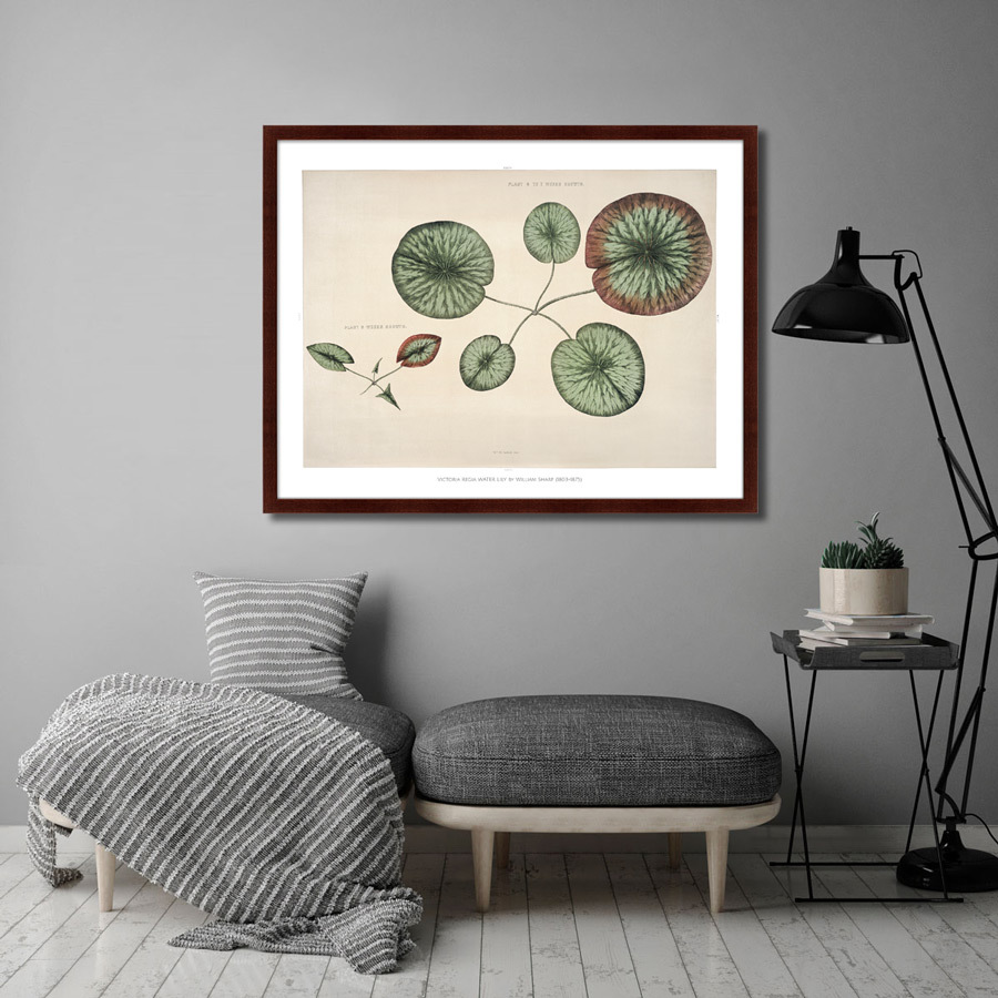Картина: Young gigantic water lily, 1870г. КАРТИНЫ В КВАРТИРУ  264211 Разноцветный  - Вид №2