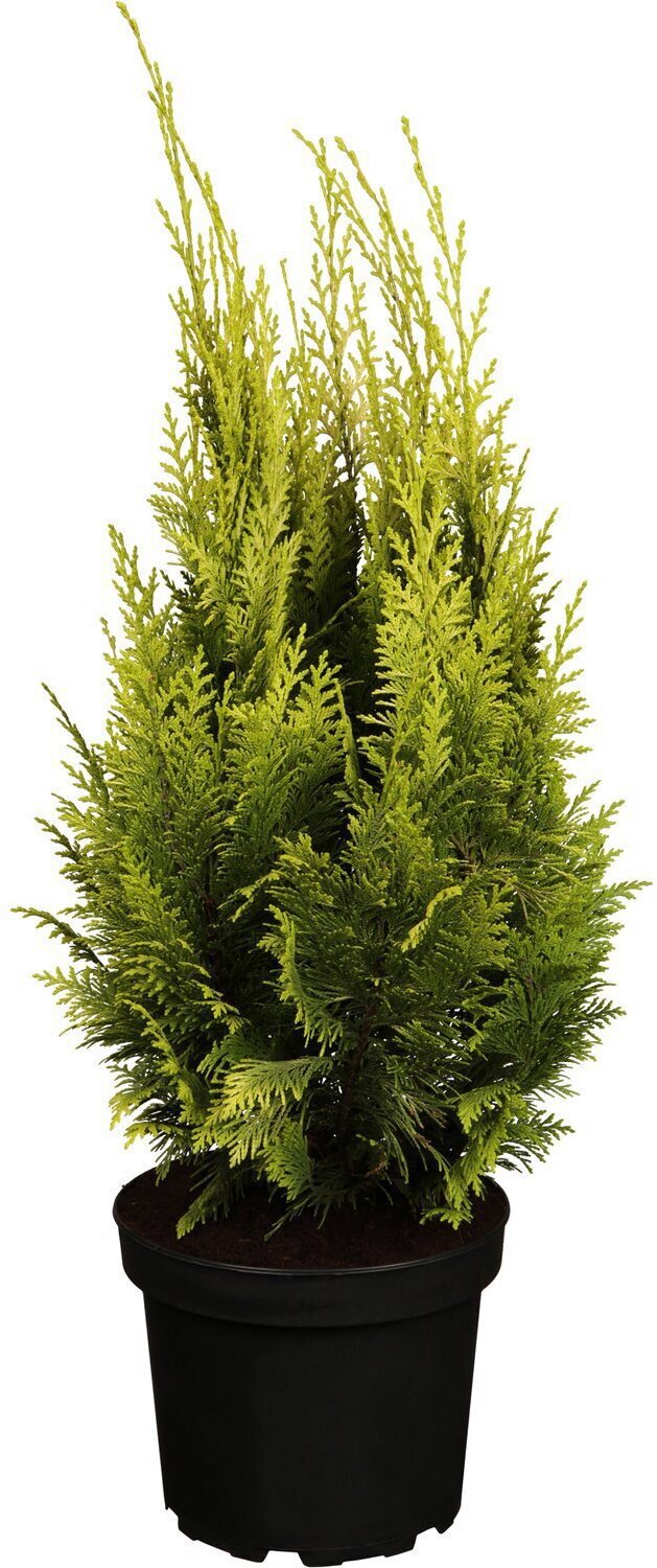 Кипарисовик Лавсона Ивонна Santreyd - золотистый хвойный акцент для сада 87718616