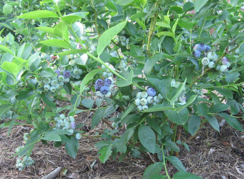 87691183 Голубика садовая Блюджей ø9 h20 см STLM-0075074 PLANTMARKET
