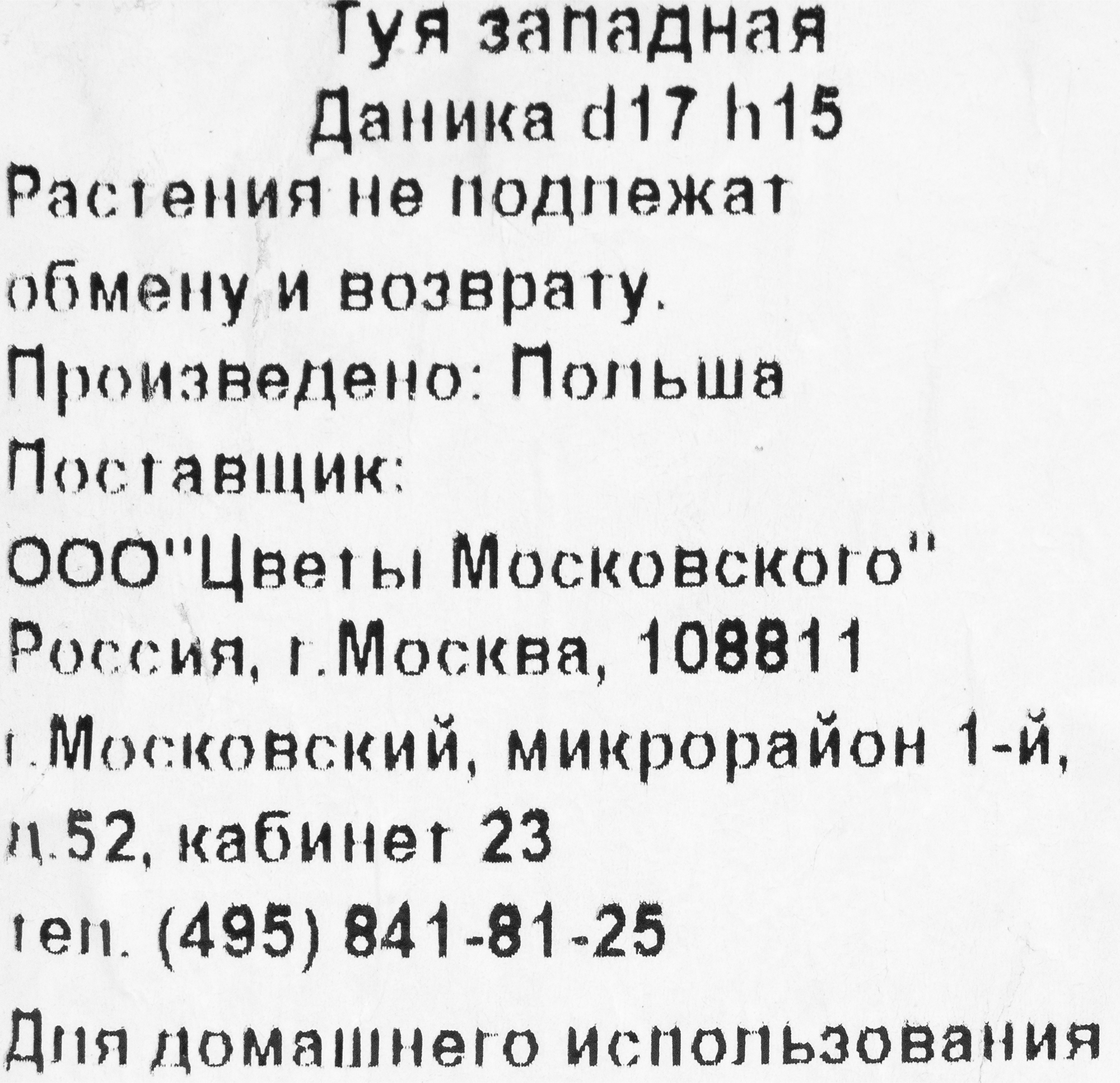 Туя западная Даника Santreyd - шаровидный хвойник для сада 82219057 STLM-0022193 - Вид №1