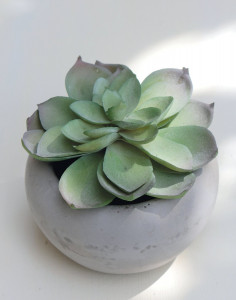 6035 883 a3 Пластиковые суккуленты-микс, горшечные, 6 шт., 7-12 см, зеленые H-andreas