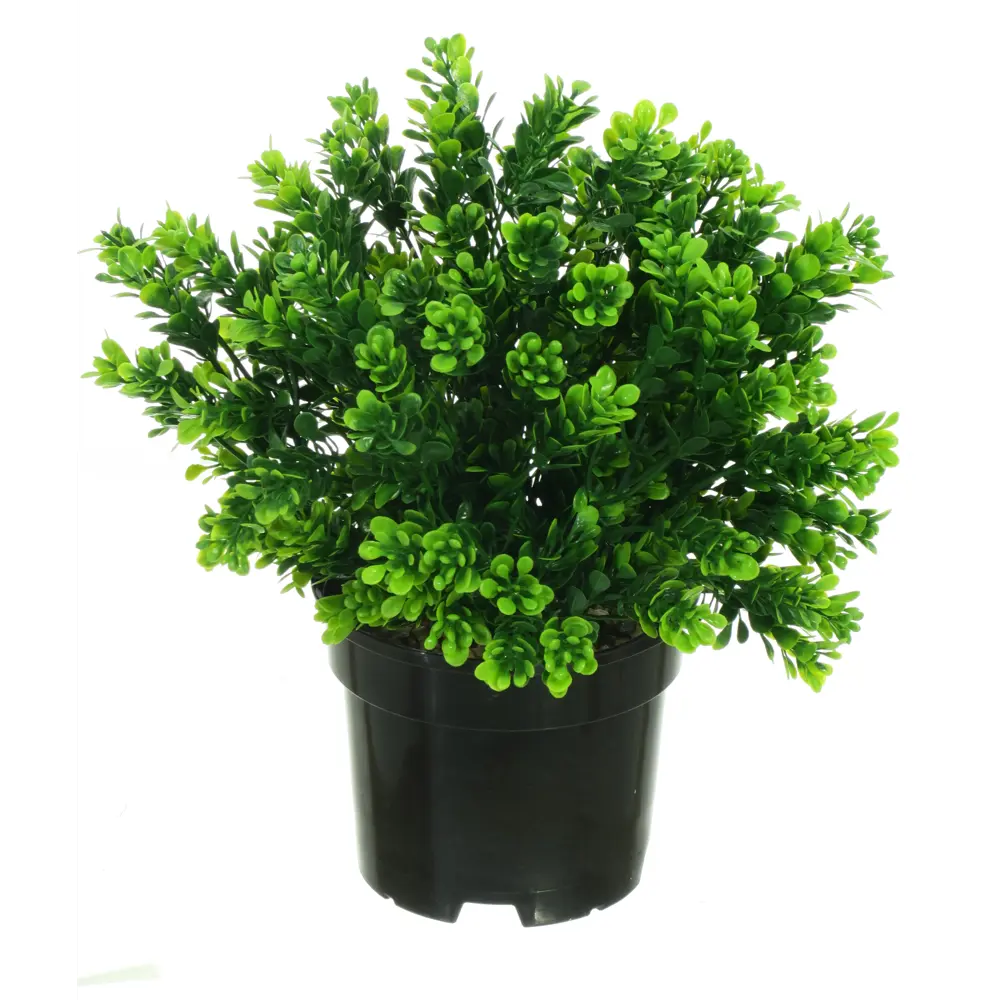 Искусственное растение в горшке самшит h30 см цвет зеленый 89356236 STLM-2076406 Santreyd  - Вид №2