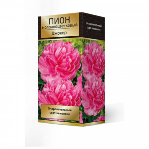 83600122 Пион травянистый Джокер луковица 2-3