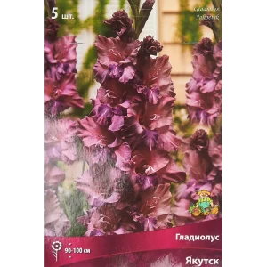 Гладиолус крупноцветковый Якутск, 5 шт