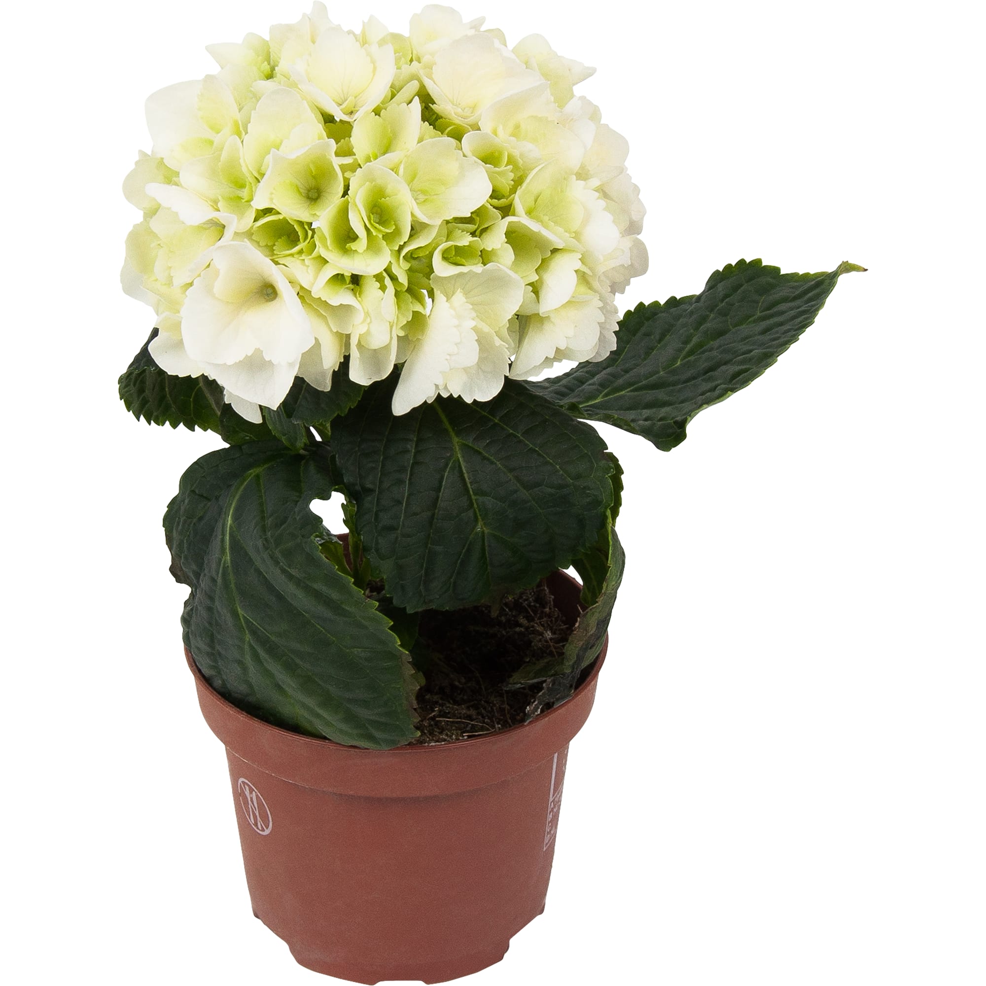 82548637 Гидрангея микс 9х15 см Santreyd 