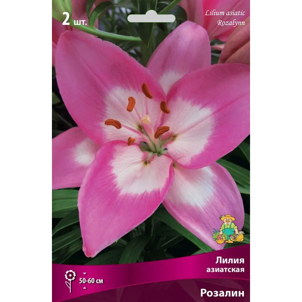 Лилия азиатская Розалин от Santreyd - розовый цветок для сада и букетов 82319577 STLM-0963454 - Вид №1