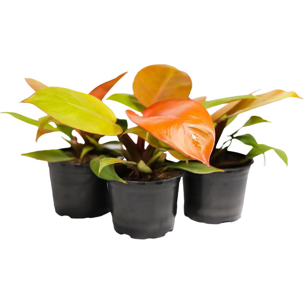 Santreyd Филодендрон Silver Sword с серебристыми листьями 89351066 STLM-0953990