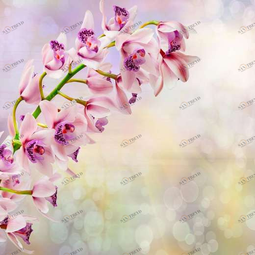 WP00816 Фотообои Verol Фотообои decoline 1х1 м