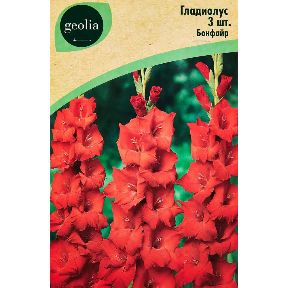 Гладиолус Бонфайр, 3 шт GEOLIA STLM-2084076