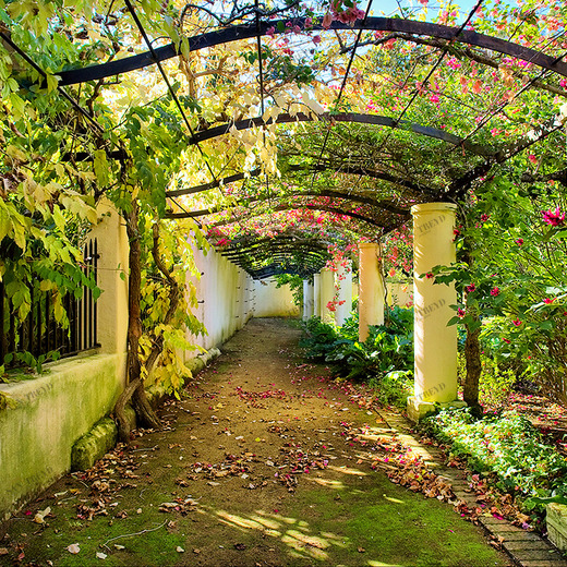 B1-004 Фотообои DIVINO Collection B 2.7х3 м B1004