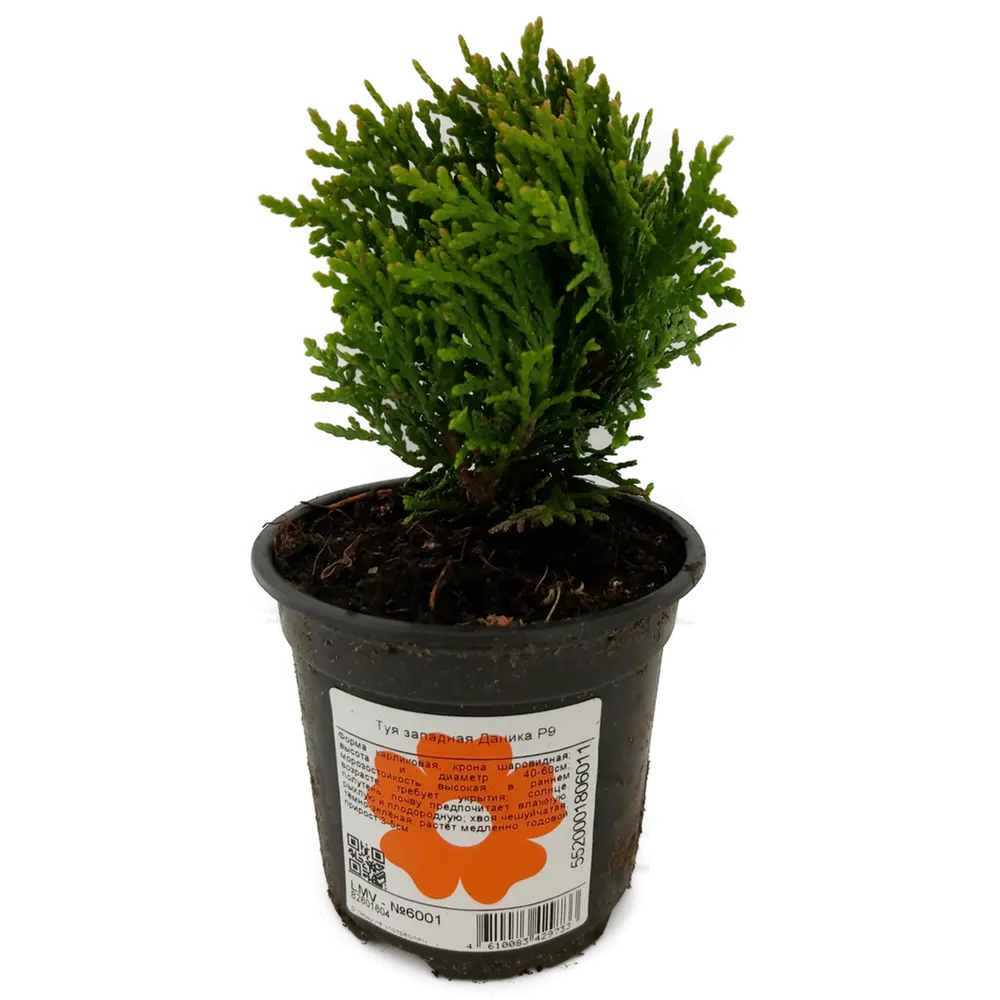 Туя западная Golden Smaragd Santreyd - золотистый хвойный акцент для сада 82601604 STLM-0952027