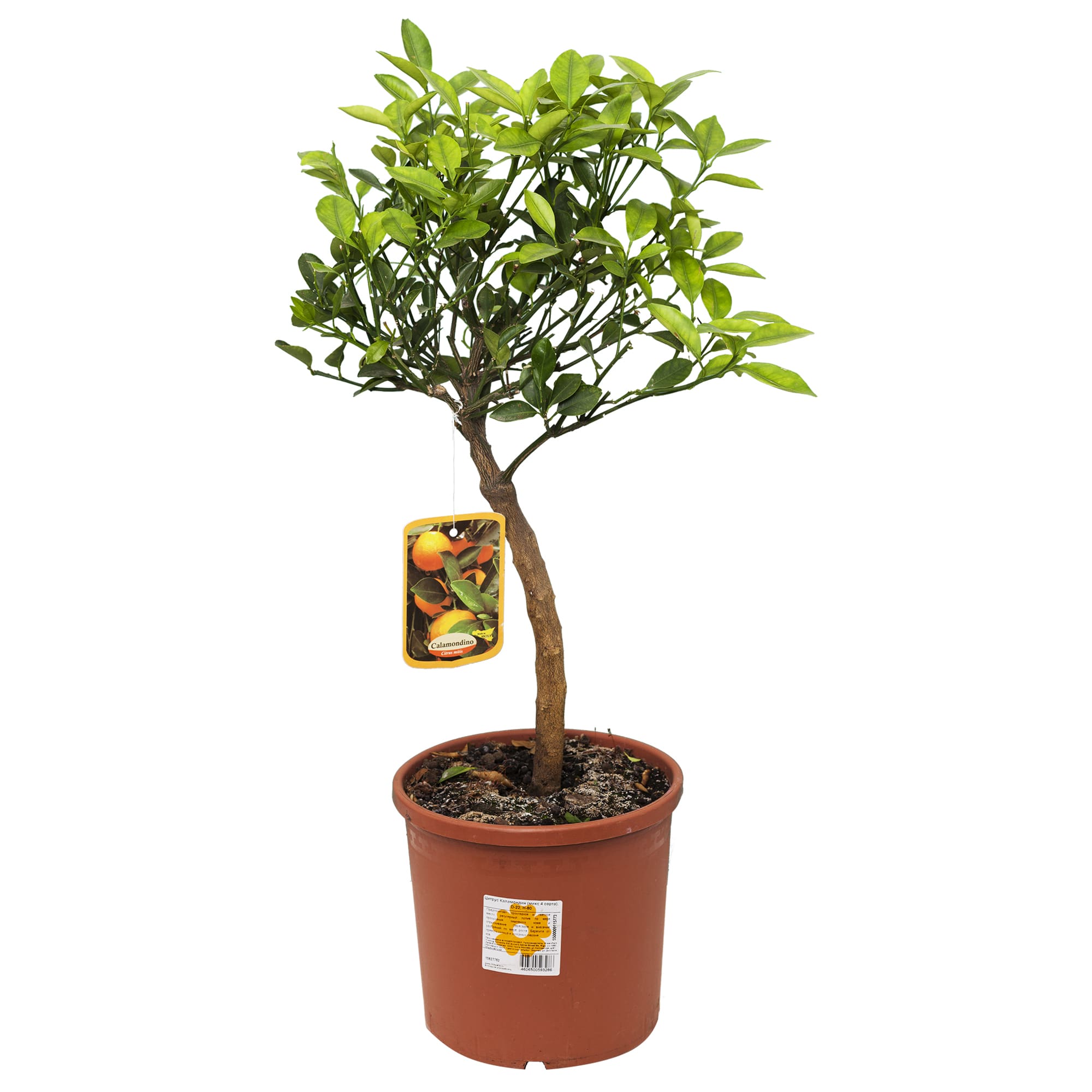 15627762 Цитрус каламондин микс 22х80 см Santreyd 