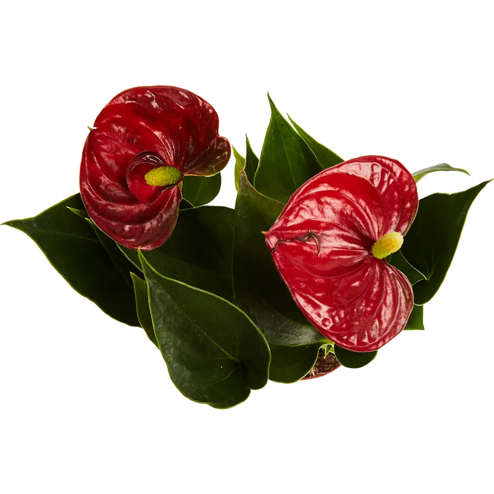 Santreyd Антуриум Андреанум - тропическое украшение интерьера с разноцветными соцветиями 82579979 STLM-0030549 - Вид №1