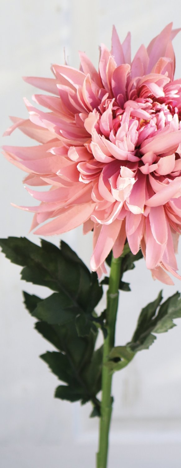 3411 597 a3 Хризантема пластиковая, 62 см, антично-розовая H-andreas  - Вид №3