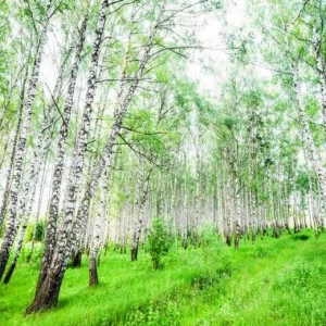 WP02660 Фотообои Verol Фотообои decoline 1х1 м