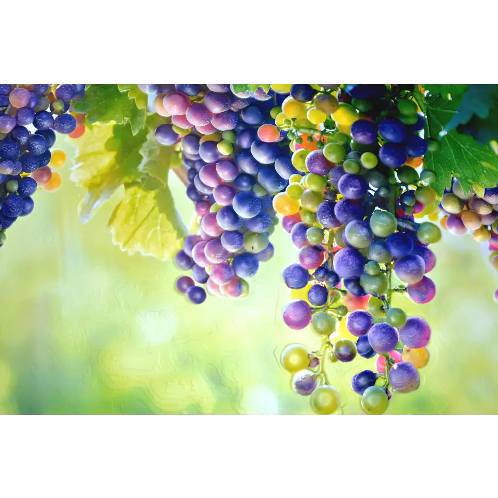 Листовая панель ПВХ Виноград 1002x602x0.5 мм 0.6 м² GRACE STLM-2104298