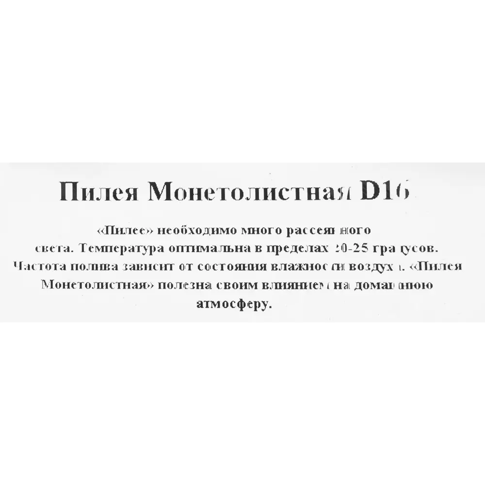 Пилея нумуларифолия d16 h25 82560410 STLM-2134653 Santreyd  - Вид №2