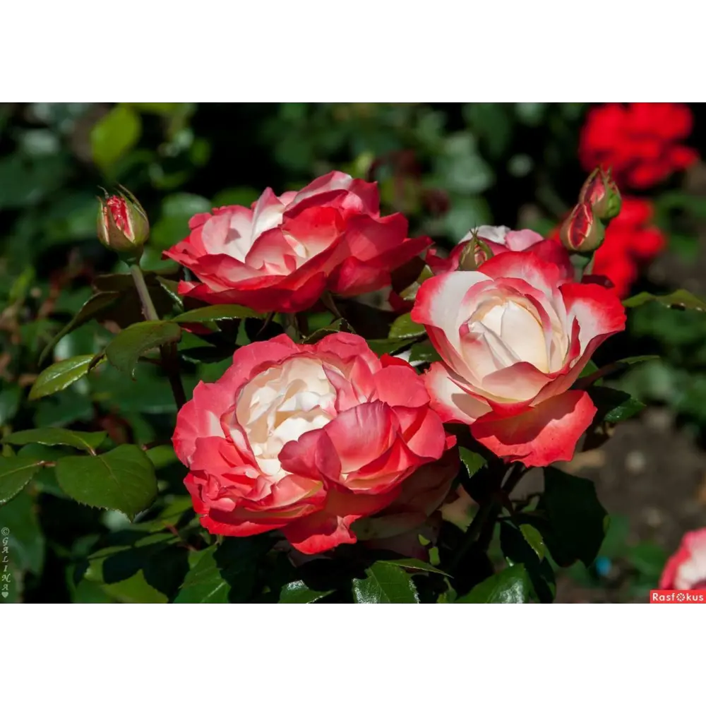 Роза чайно-гибридная Ностальжи ø18 h20 см 89465470 STLM-2075016 PLANTMARKET 