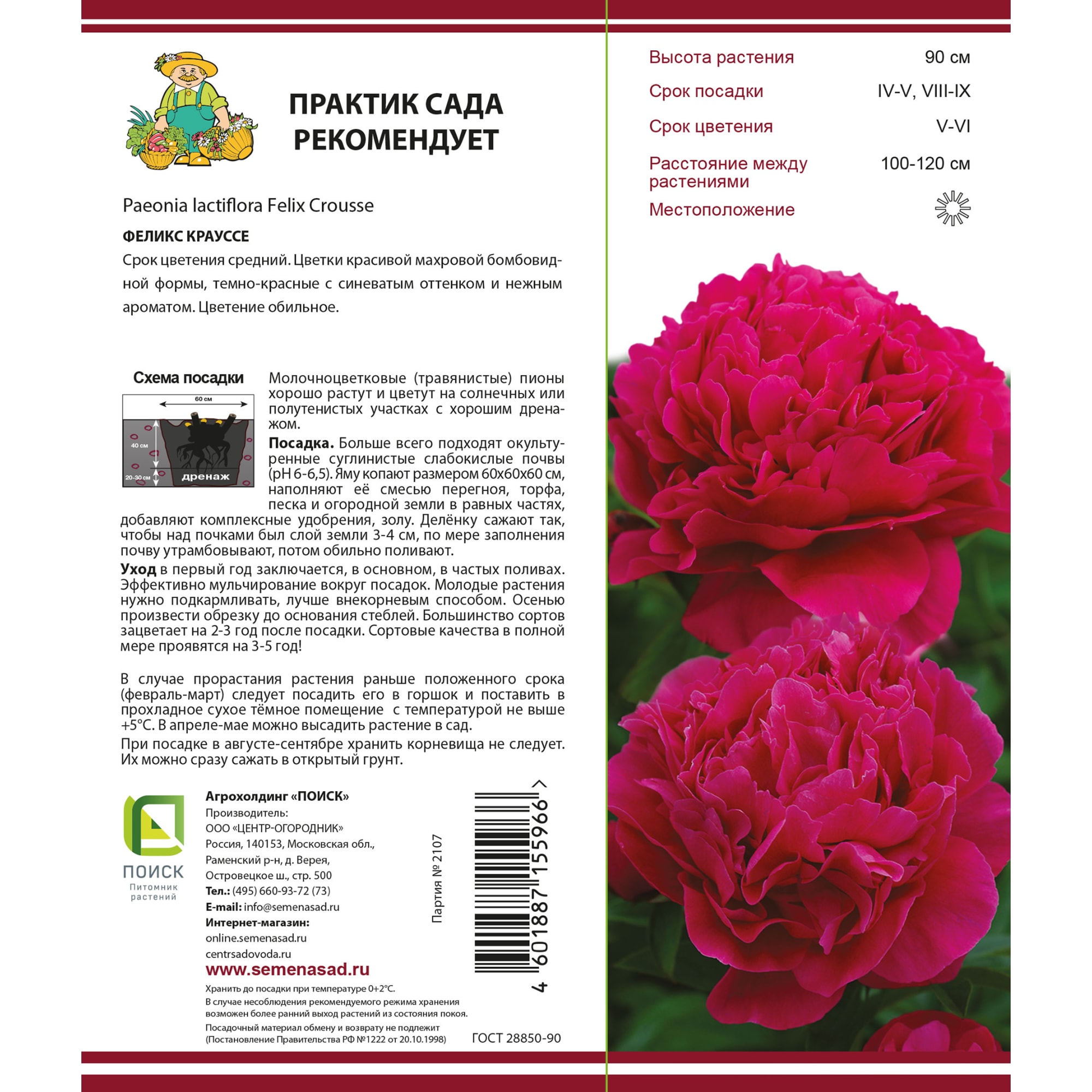 82000239 Пион молочноцветковый «Феликс Крауссе», высота 50 см, 1 шт Santreyd  - Вид №1
