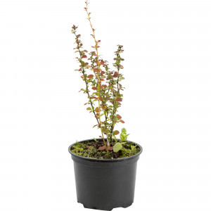 82219498 Барбарис Тунберга «Хелмонд Пиллар» 1.5 л h15 см