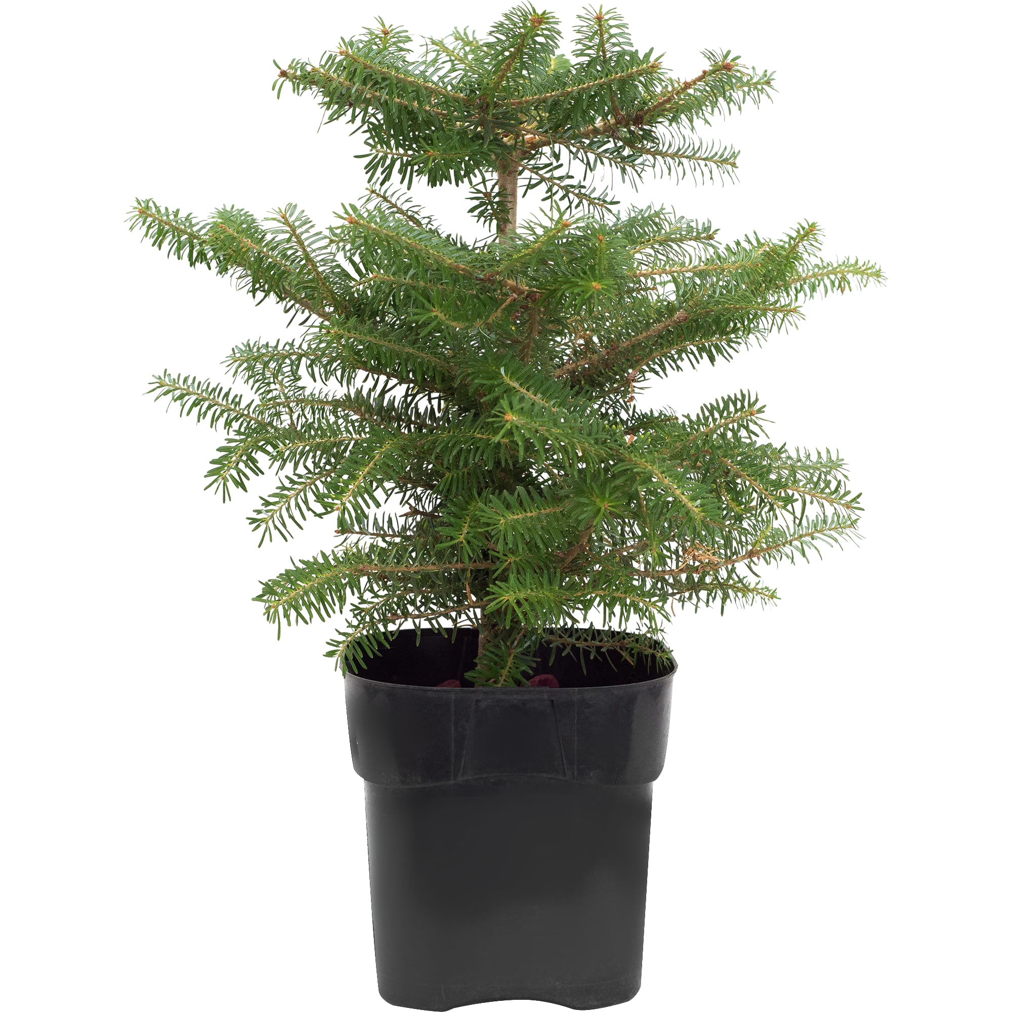 81959270 Пихта корейская «Компакта» d17/15-20 Santreyd 