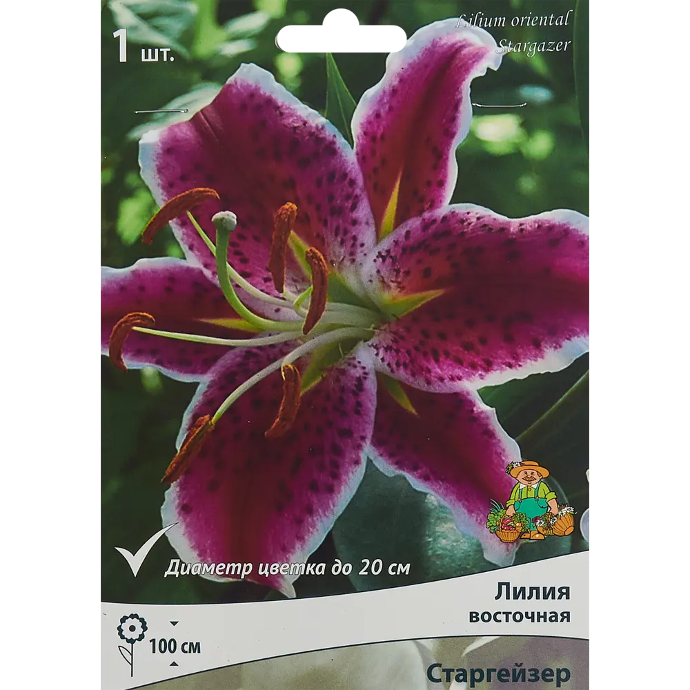 Луковица лилии Старгейзер ПОИСК - восточная красота для вашего сада 85186032 STLM-1564479