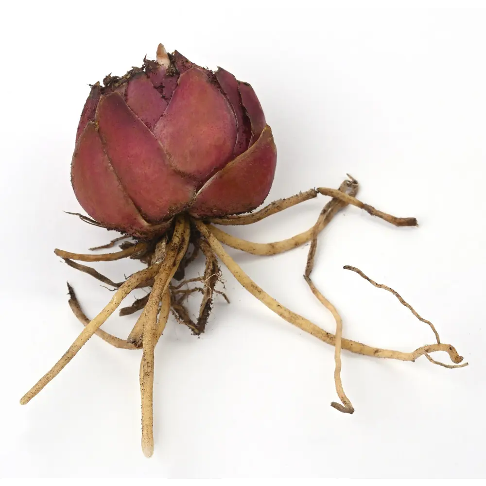 Лилия GEOLIA Блэк Бьюти - малиновое украшение сада 86408621 STLM-1566703 - Вид №2