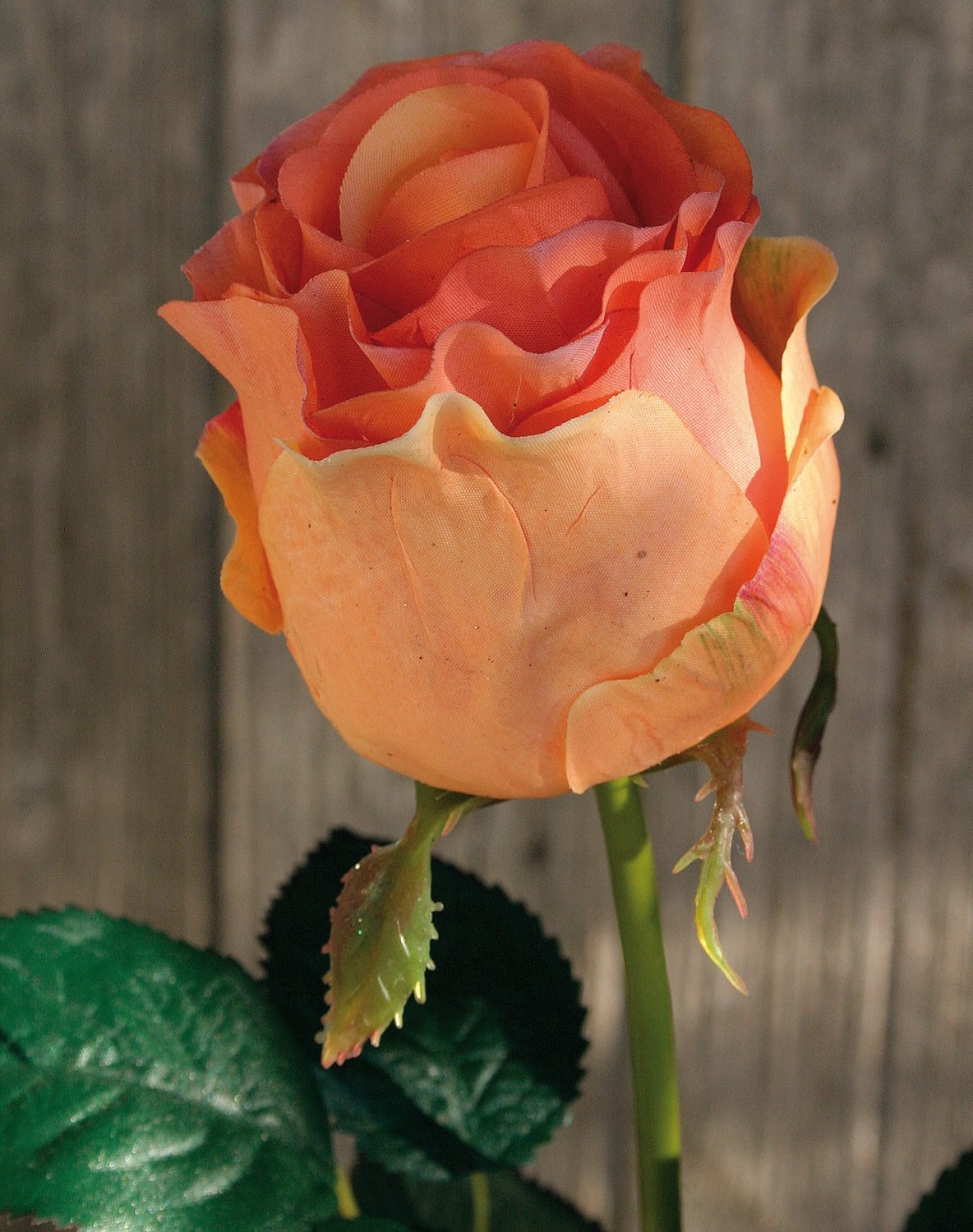 3180 553 a2 Синтетическая роза, 76 см, real touch, абрикос H-andreas 