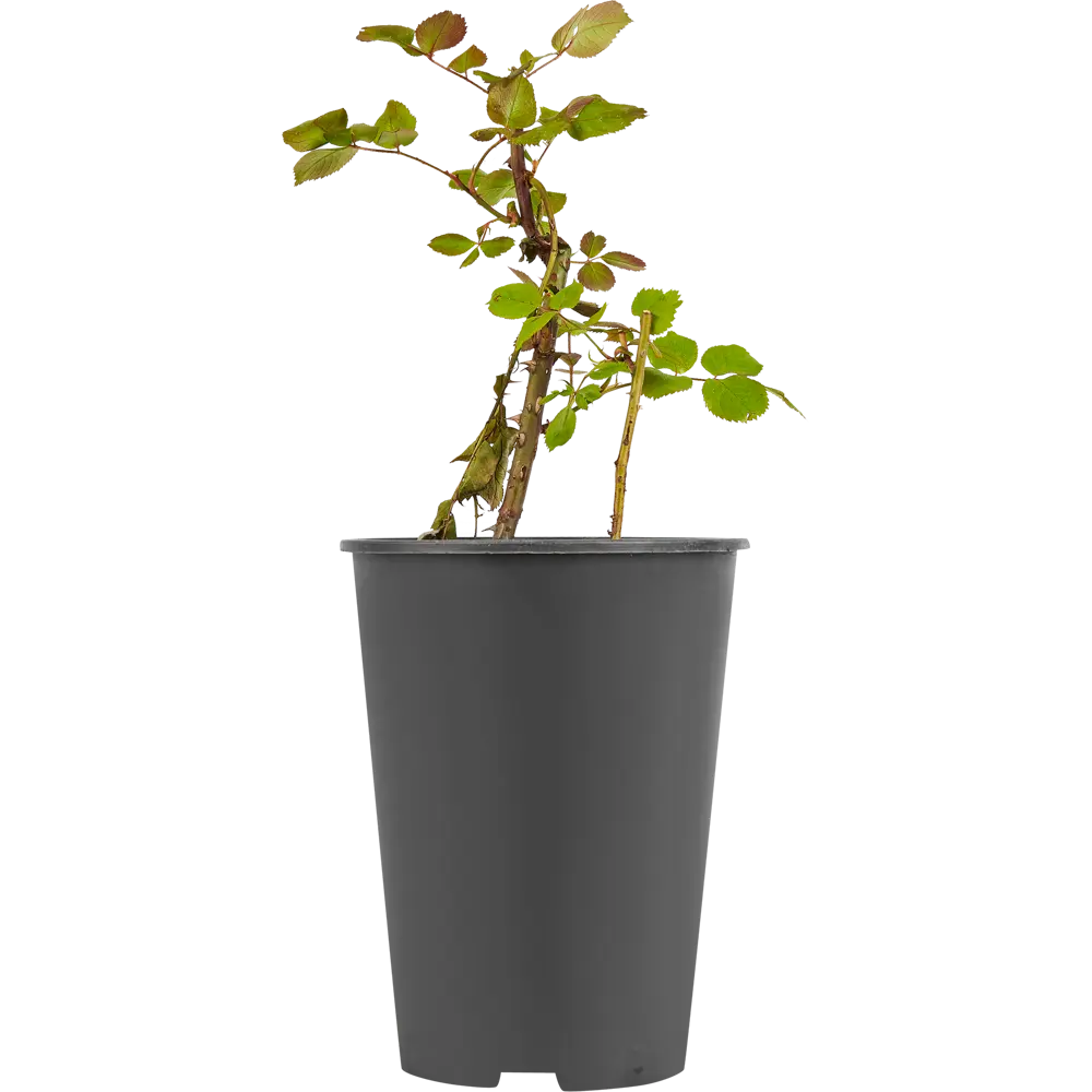 Роза чайно-гибридная ø15 h55 см 84827555 STLM-2046019 PLANTMARKET  - Вид №2
