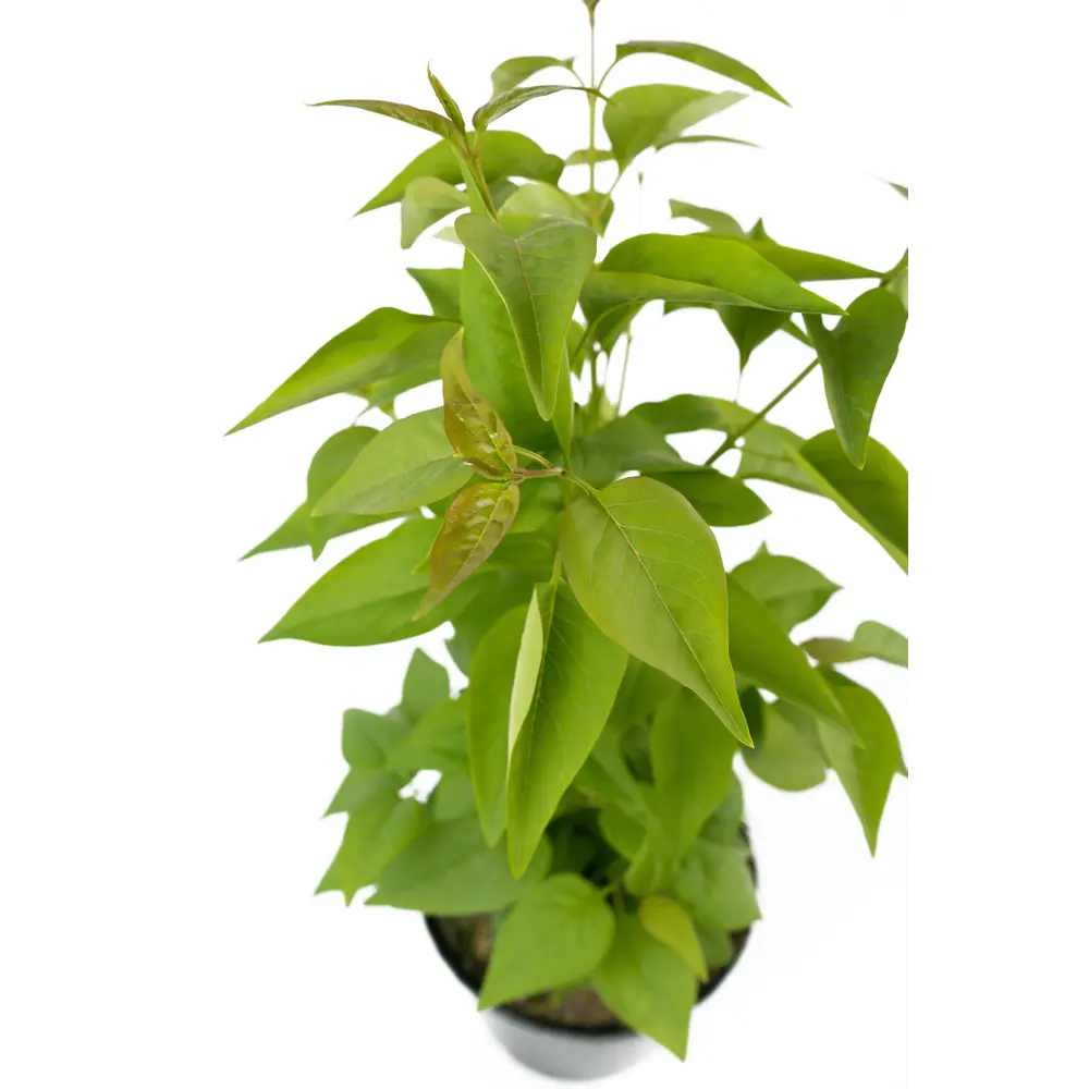 Сирень Надежда Santreyd - цветущий кустарник с лиловыми соцветиями 84841640 STLM-0953148 - Вид №3