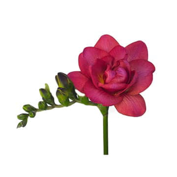 Фрезия ду экспрэшн 52 см Santreyd 26090 - Вид №1