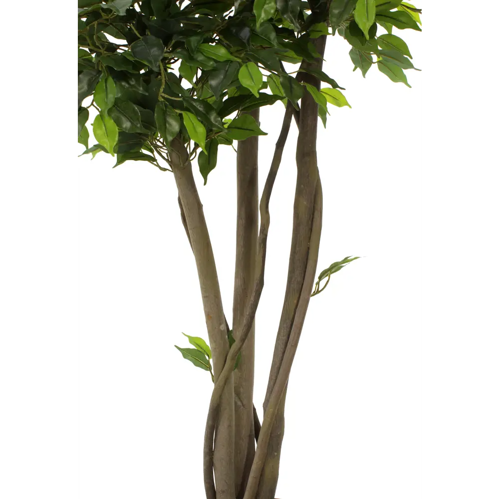 Фикус Элиот Лайт ø21 h150 см Santreyd STLM-2013802 - Вид №2