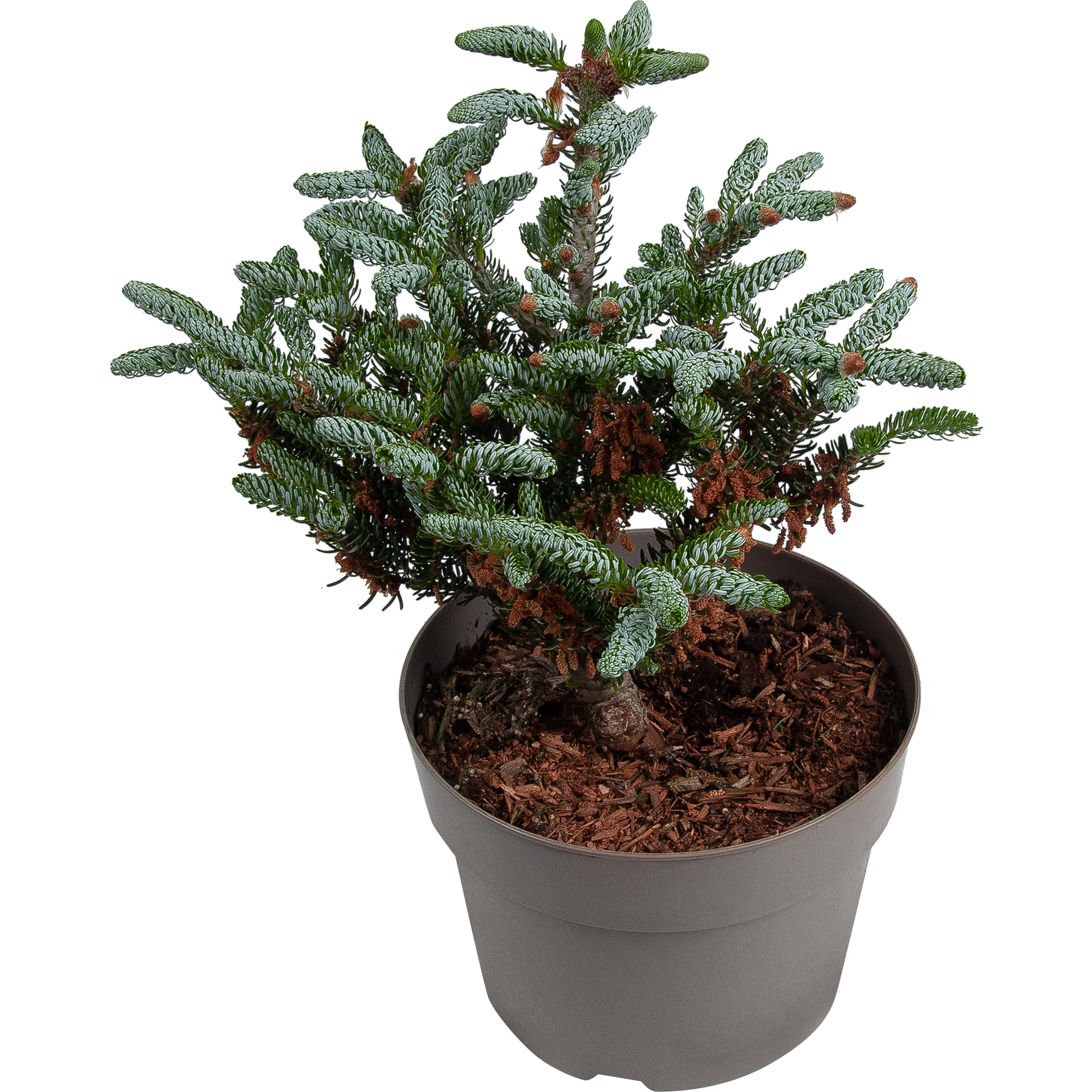 82601655 Пихта корейская «Блю Имперор» 21x30 см Santreyd 