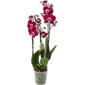 Орхидея Фаленопсис Магдалена ø12 h65 см