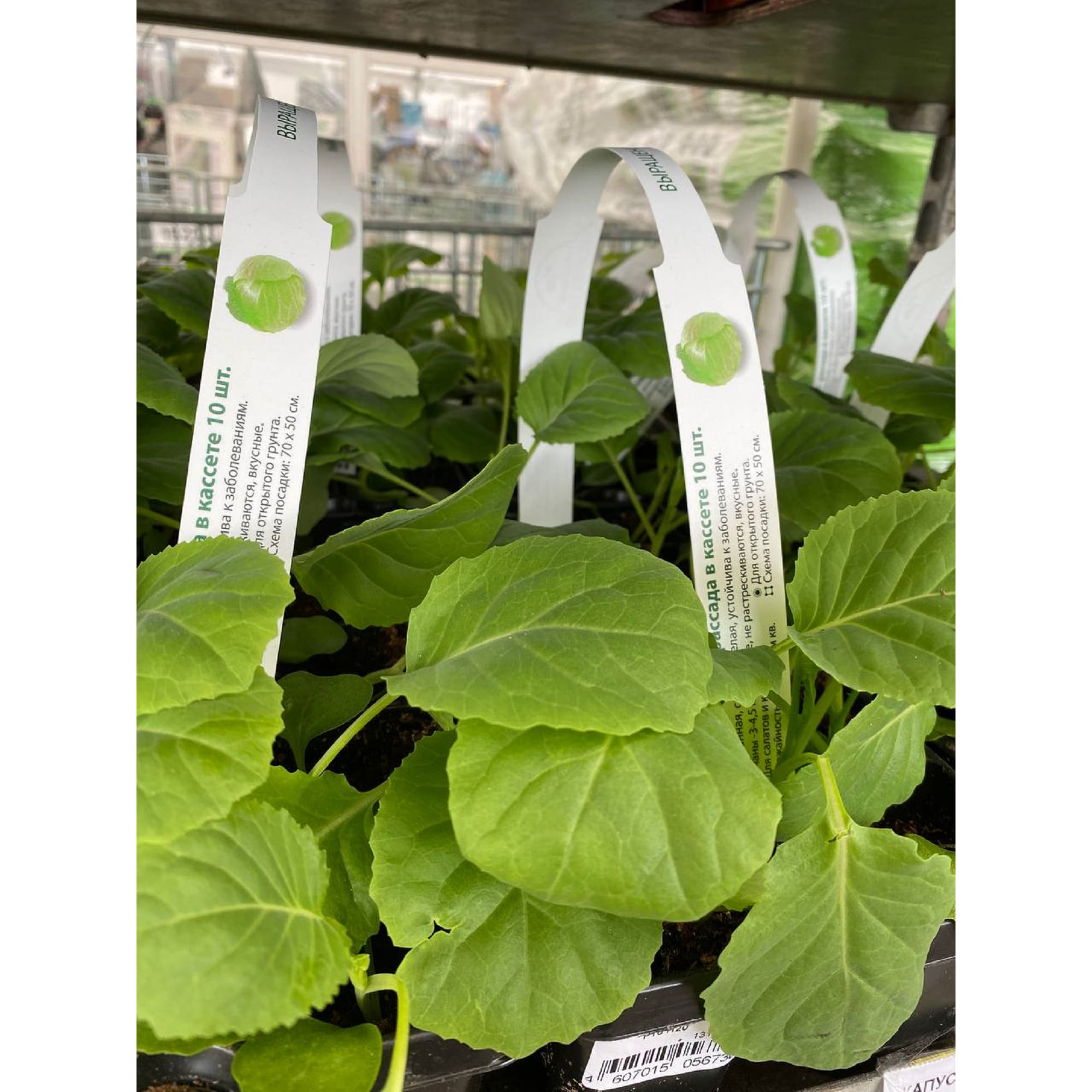 13149576 Капуста, P10 Н20 Santreyd  - Вид №1