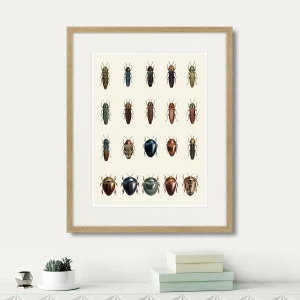 Картина в раме 52х42 см Assorted Beetles №3, 1735г. КАРТИНЫ В КВАРТИРУ  264418 Бежевый;коричневый;разноцветный