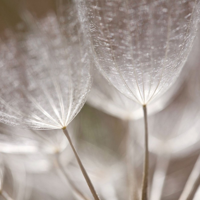 0476/CX38 Картина 0476 Adriani e Rossi  - Вид №4