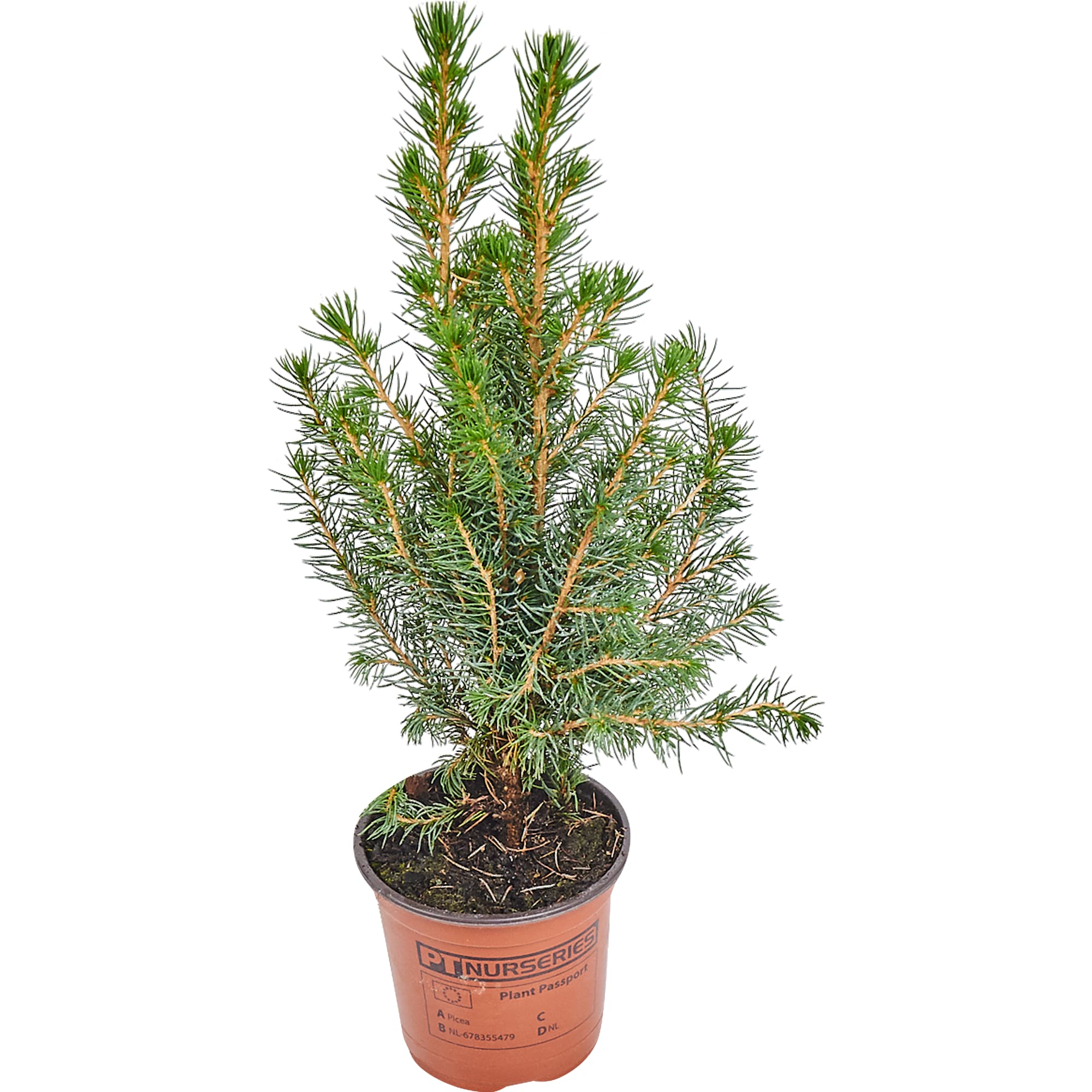 82769605 Ель Коника с игрушкой 9x32-35 см Santreyd  - Вид №1