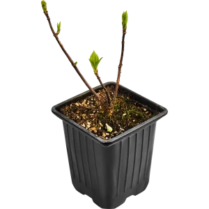 Гортензия Меджикал Мунлайт от Santreyd - саженец для волшебного сада 89365006