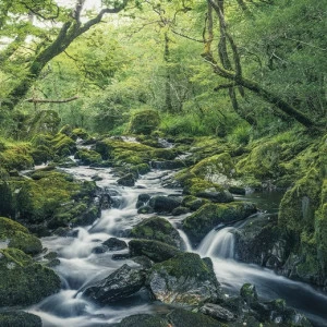 SH056-VD4-Green-Tales Фотообои Komar Stefan Hefele 2.5х4 м