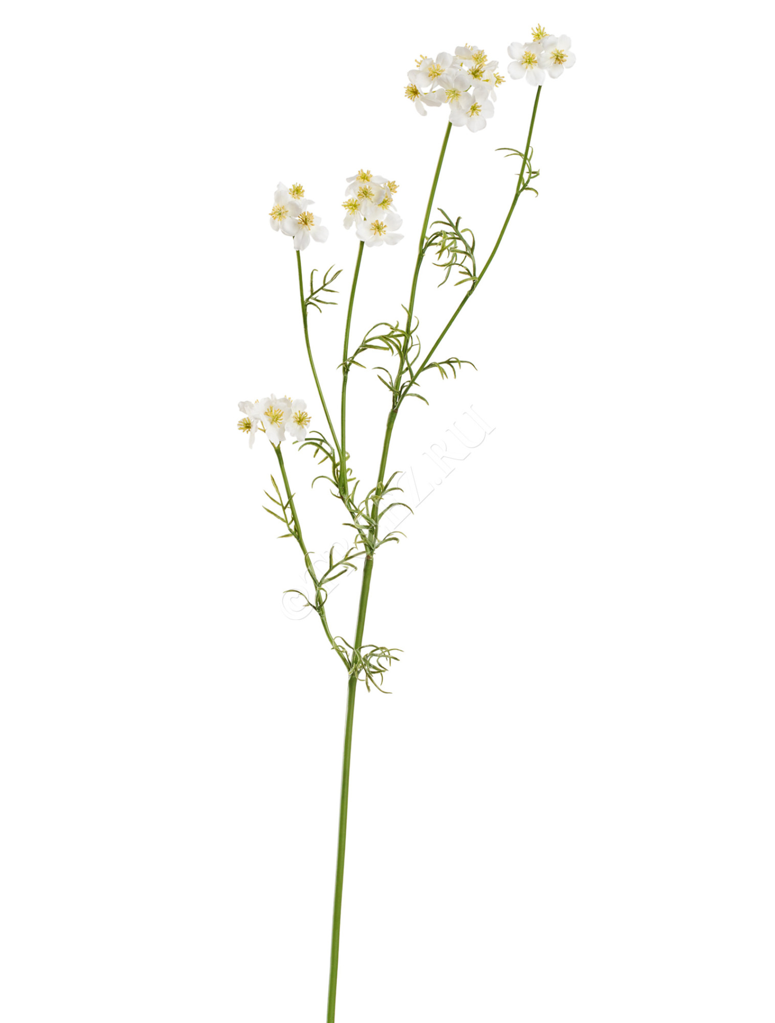 30.0617212WH Ранункулюс Полевой белый Цветочная коллекция 