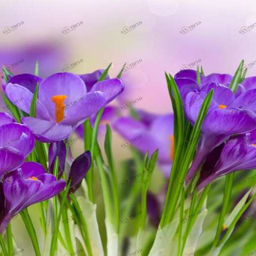 WP02591 Фотообои Verol Фотообои decoline 1х1 м