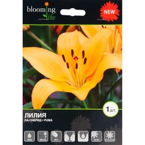 Лилия «Пума» 82539361 STLM-2098136