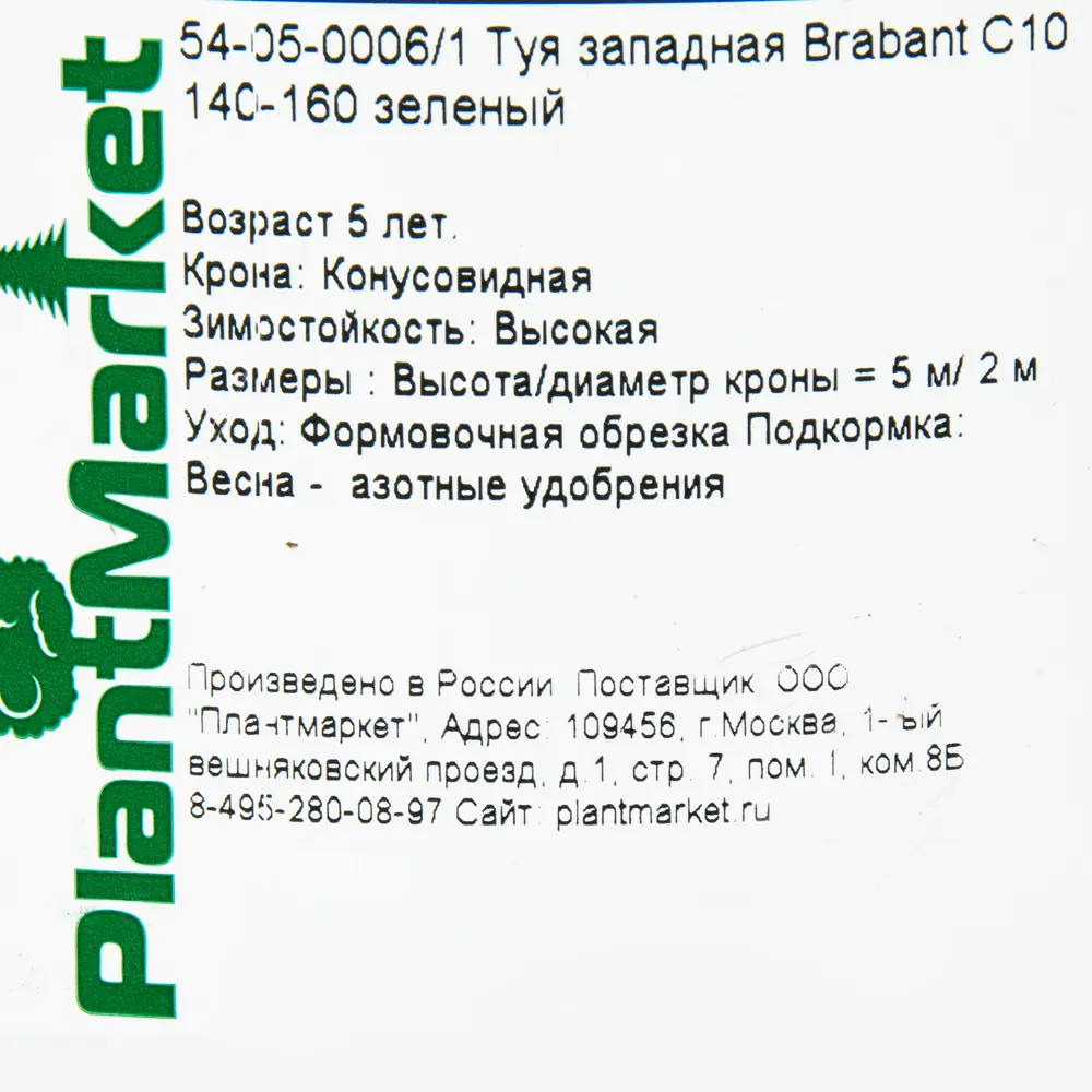 Туя западная «Брабант» C10 140-160 см 82174069 STLM-2061780 PLANTMARKET  - Вид №1