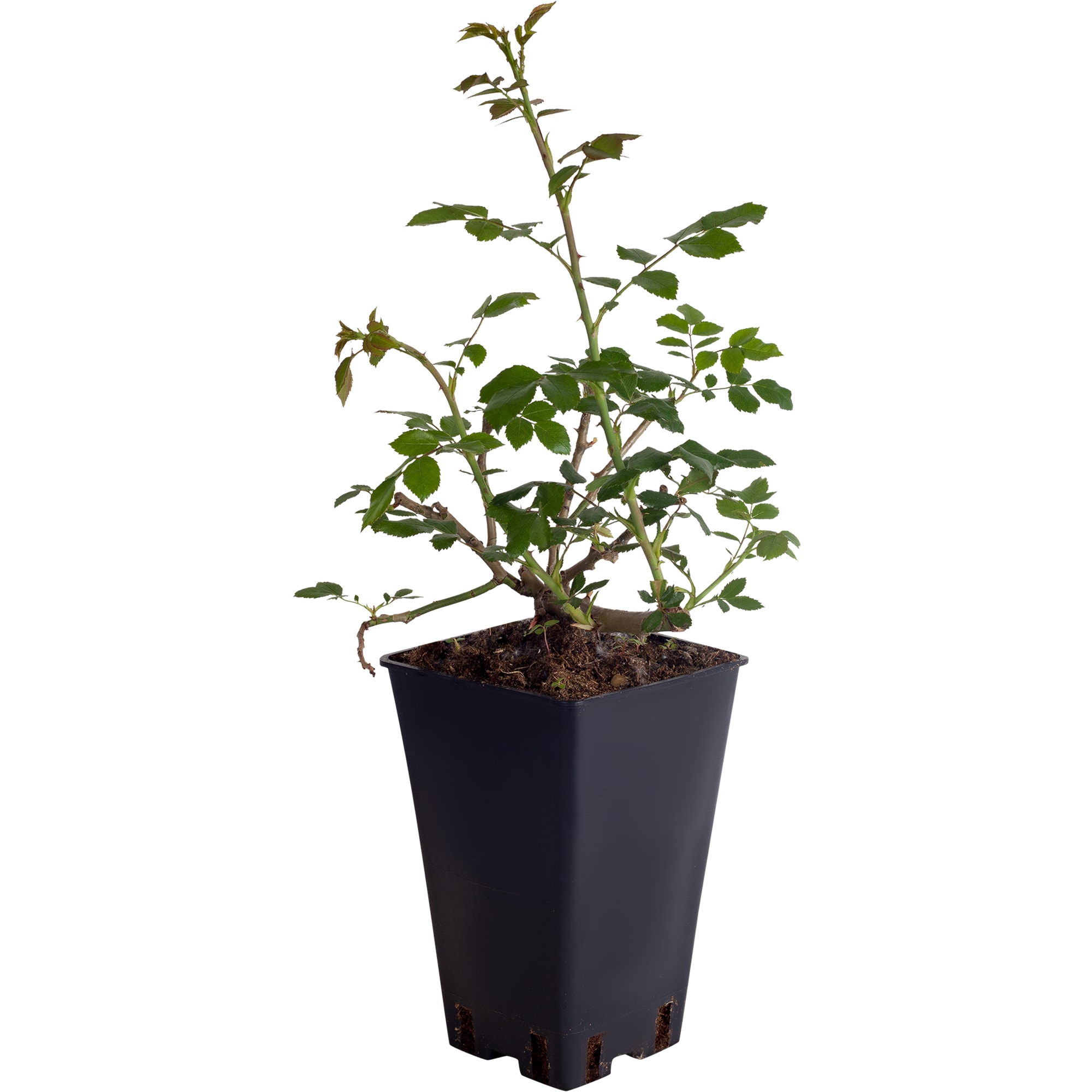 82155594 Роза плетистая Климбинг Мосдаг 2 л Santreyd 